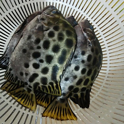 金鼓鱼汤