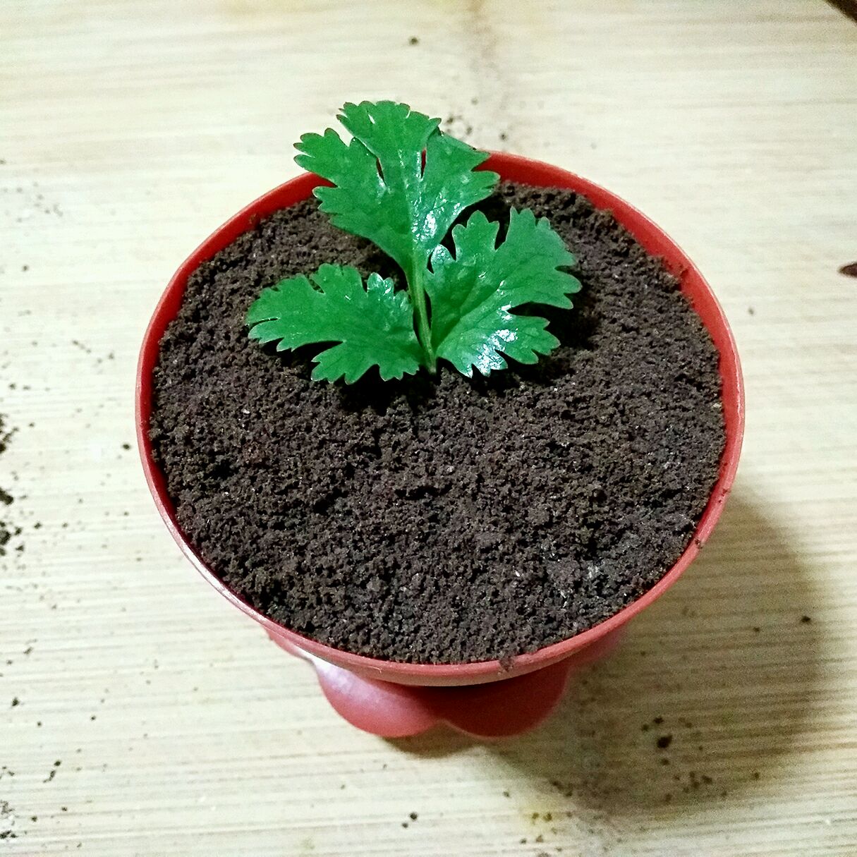 盆栽酸奶杯的做法