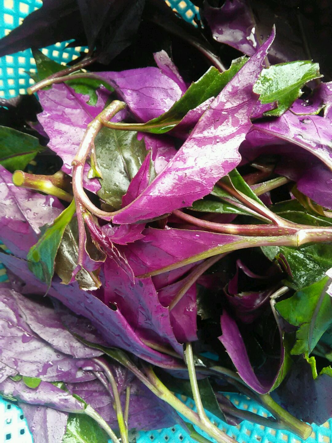 紫背天葵苗子紫背菜高钙菜观赏食用盆栽蔬菜-阿里巴巴
