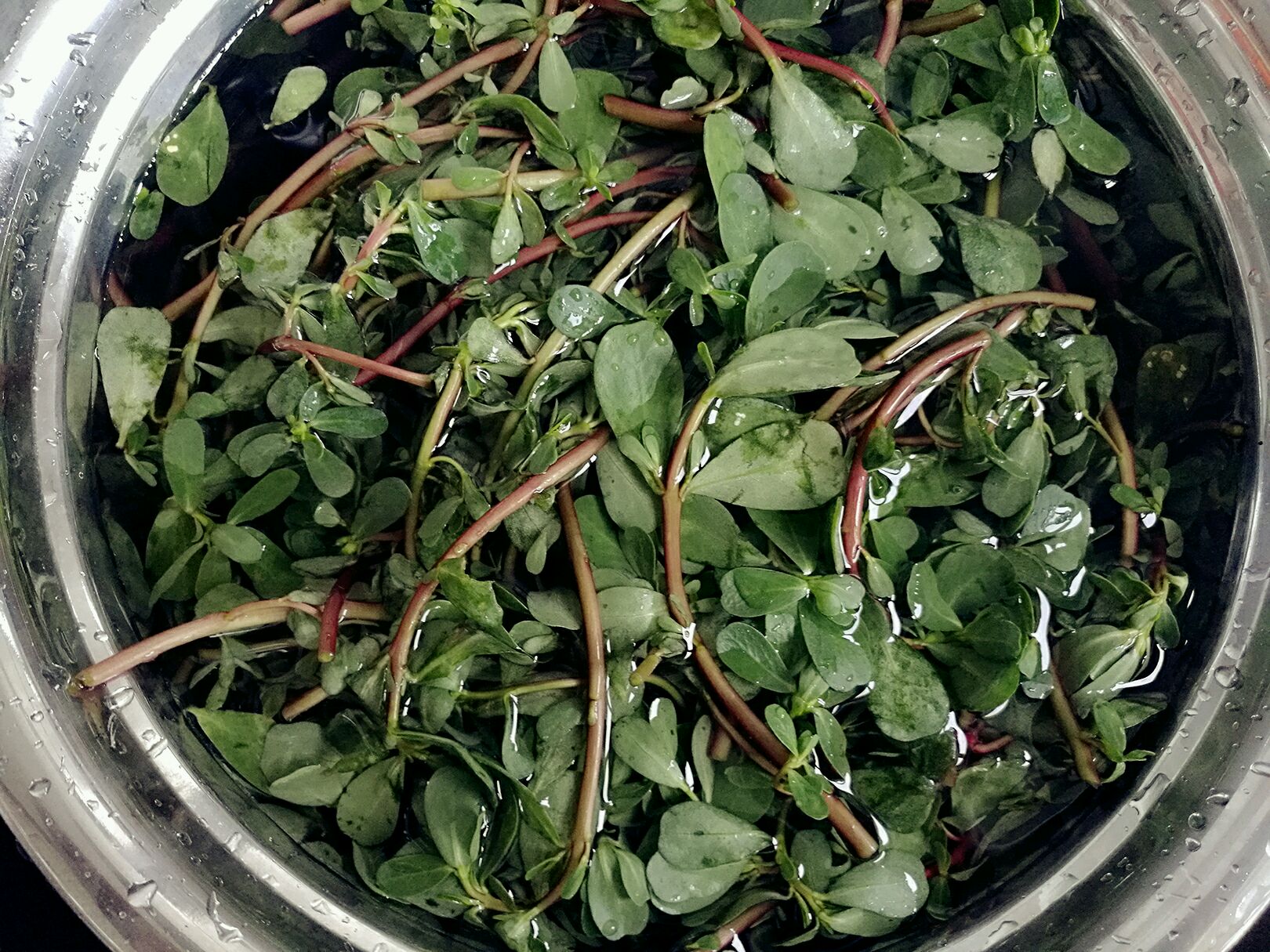 凉拌马齿苋#我要上首页清爽家常菜