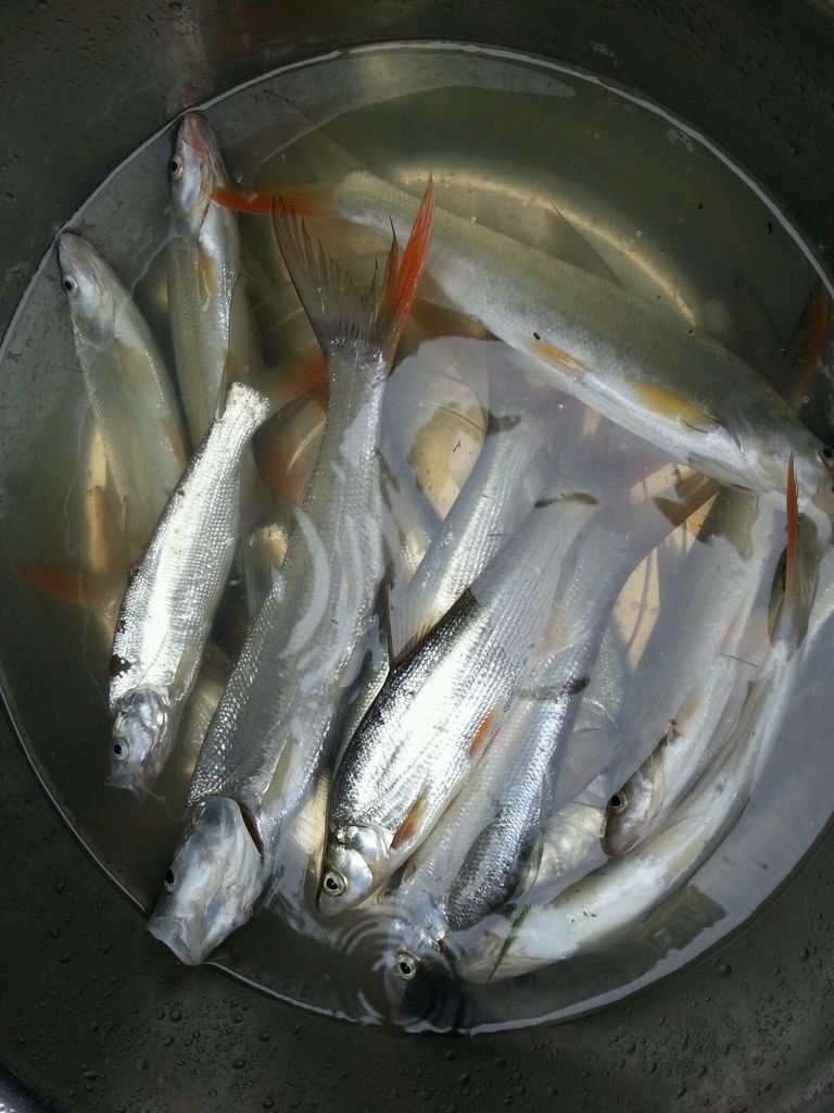 汉江红尾鱼泛滥，力气大但是肉难吃，这种鱼是红梢还是红尾鲴?