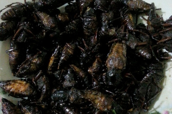 干炸水牛虫
