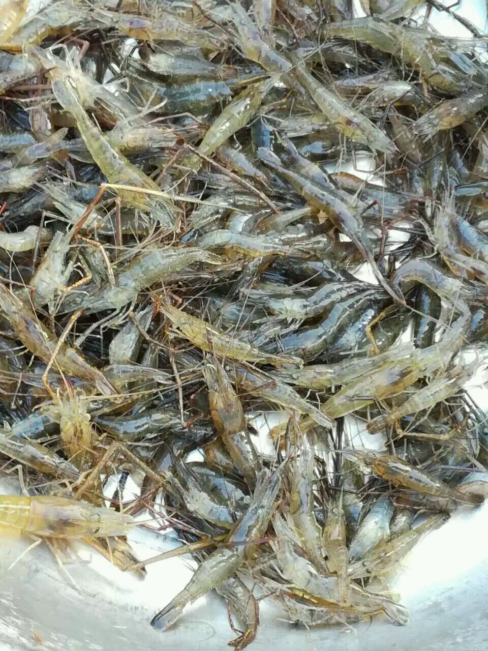 清水河虾