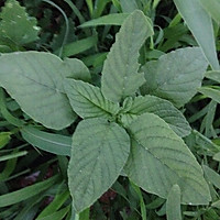 猪肉野菜饺子的做法图解1