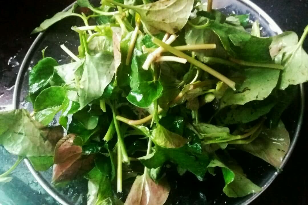 将鱼腥草洗干净,选嫩的叶子和茎苗,摘段.