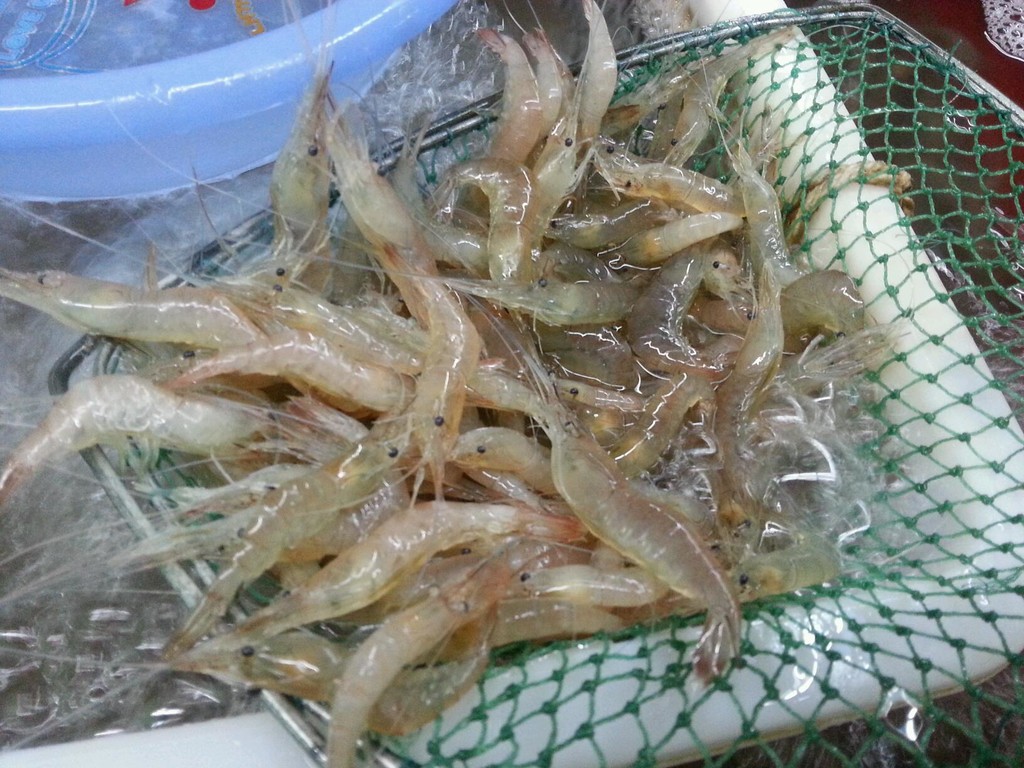 乐乐自家菜---白灼太湖白虾