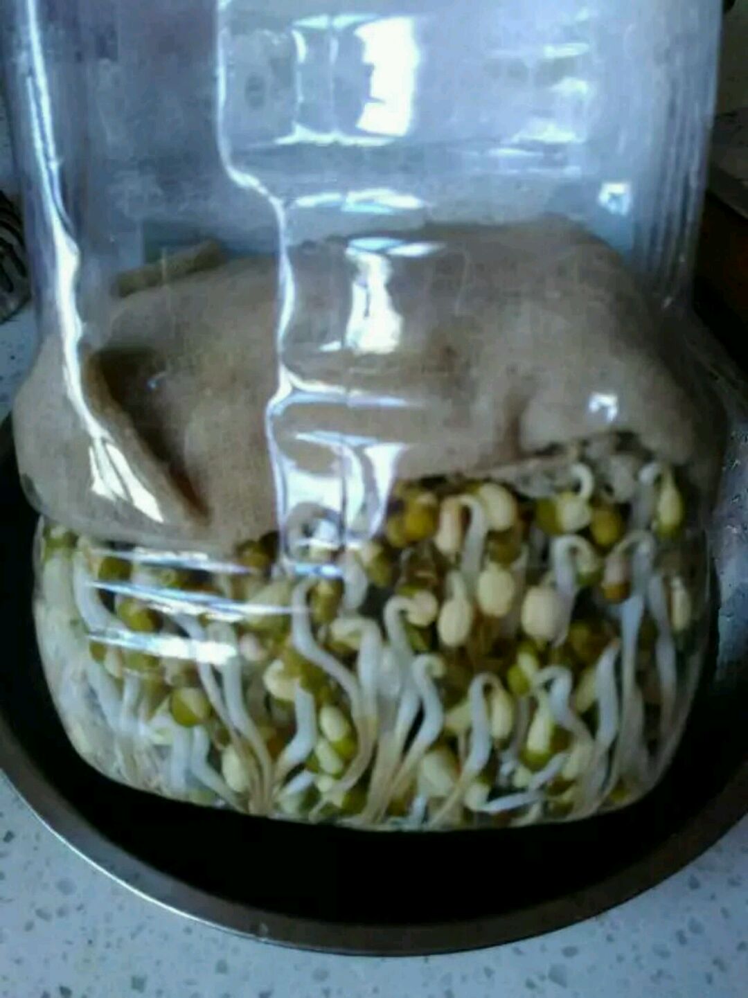 容威豆芽机水管豆盘培育桶自动喷水叶片家用小型豆芽罐芽菜配件_虎窝淘