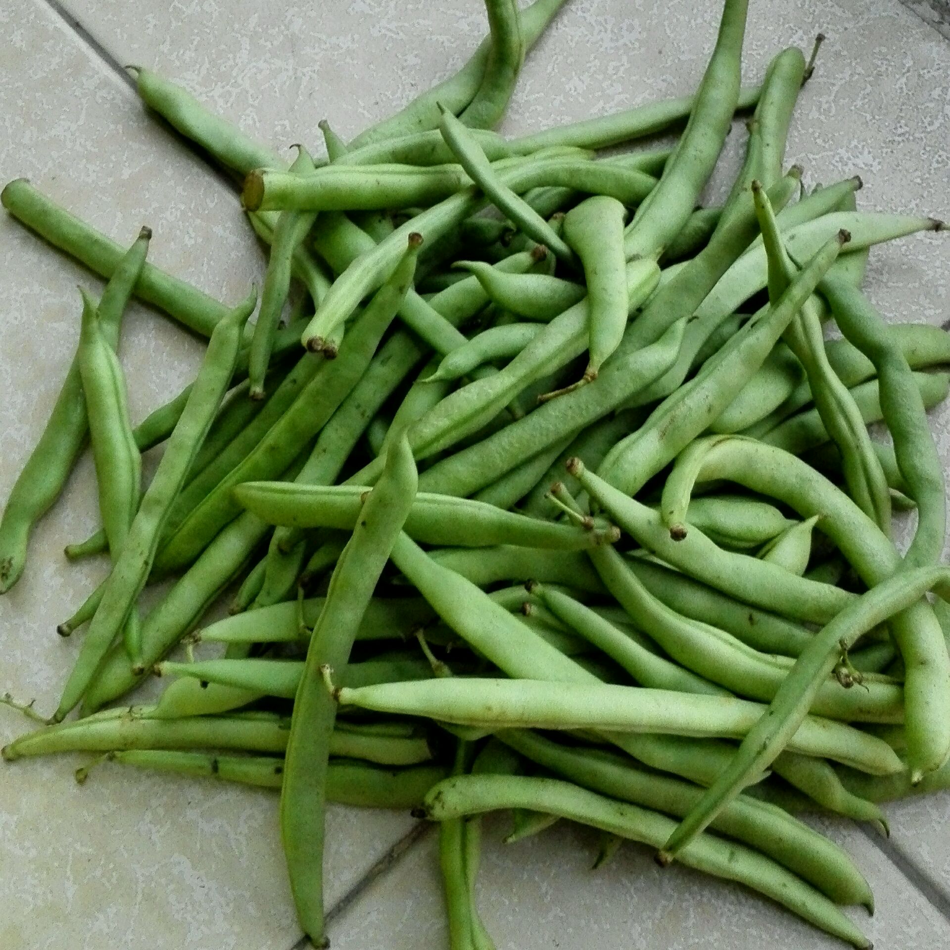 菜场买回来的新鲜的豆角,大家买扁一点的,越饱越老