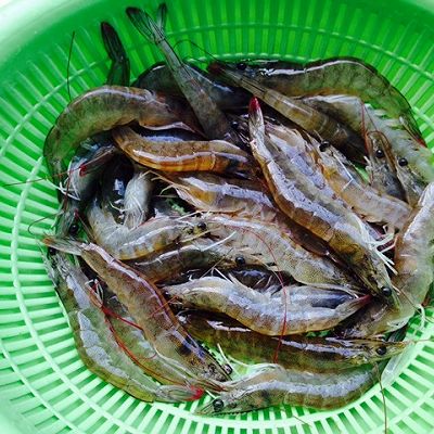 1.这是新鲜沙虾.洗净,用牙签在虾背第二节处挑去肠线.