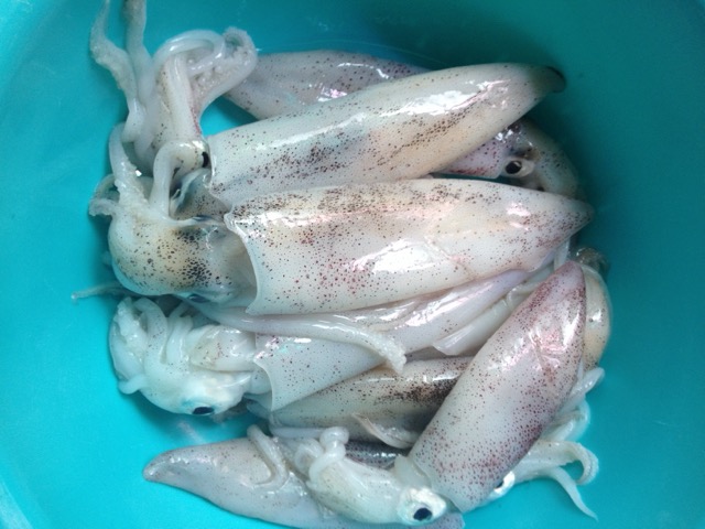 夏日时光#自晒鱿鱼干的做法图解1